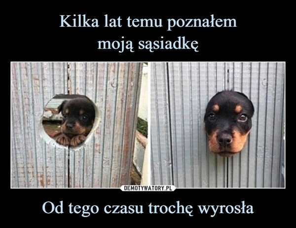 
    Kilka lat temu poznałem
moją sąsiadkę Od tego czasu trochę wyrosła