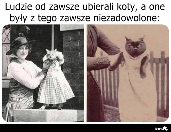 
    Ubieranie kotów 