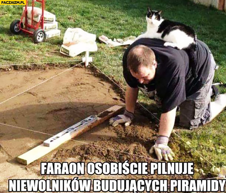 
    Faraon osobiście pilnuje niewolników budujących piramidy. Kot leży na plecach robotnika