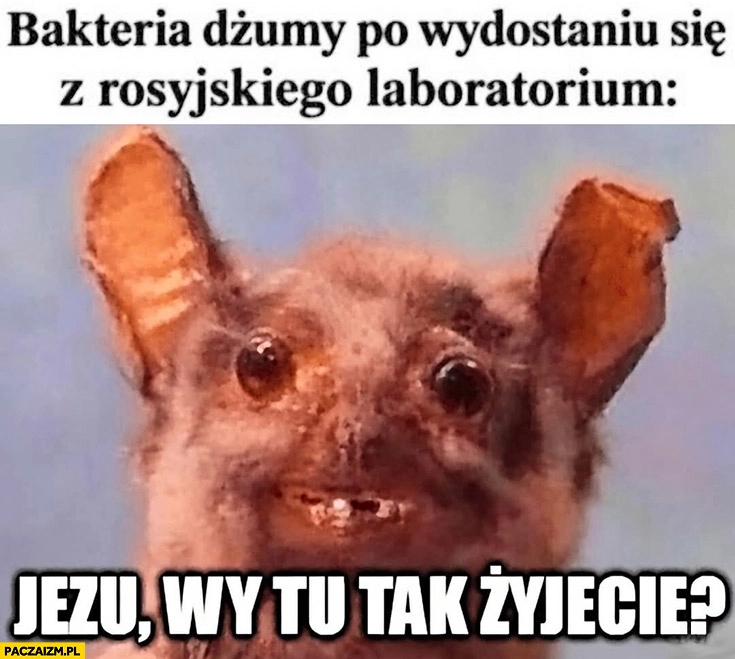 
    Bakteria dżumy po wydostaniu się z rosyjskiego laboratorium: Jezu, wy tu tak żyjecie?