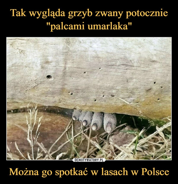 
    Tak wygląda grzyb zwany potocznie "palcami umarlaka" Można go spotkać w lasach w Polsce