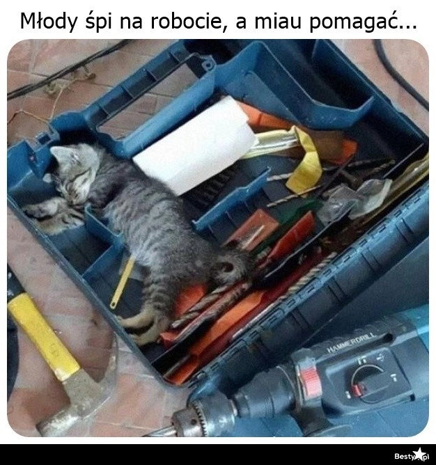 
    A no miau 