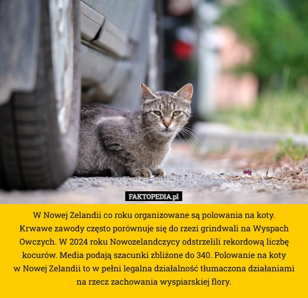
    W Nowej Zelandii co roku organizowane są polowania na koty.
 Krwawe zawody