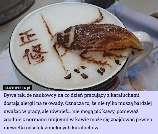 
    Bywa tak, że naukowcy na co dzień pracujący z karaluchami, dostają alergii