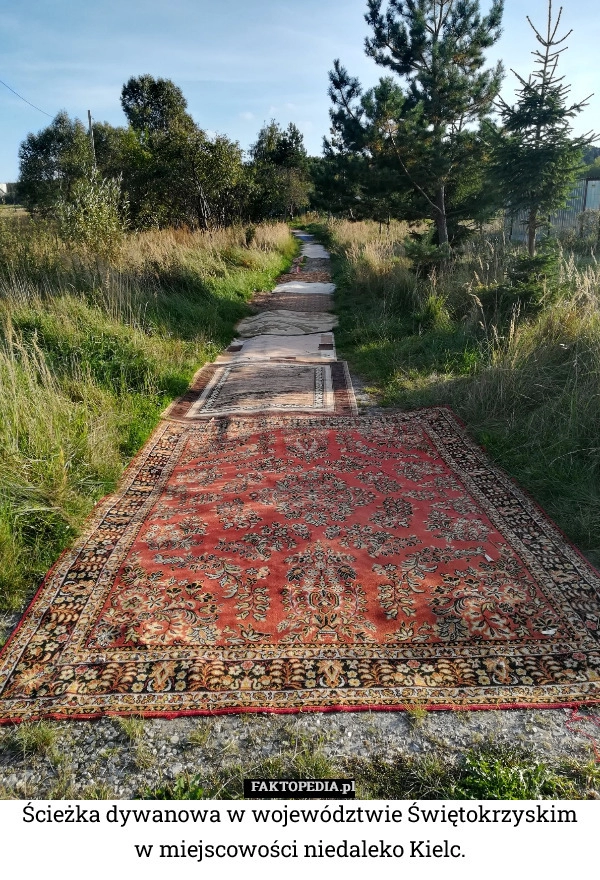 
    Ścieżka dywanowa w województwie Świętokrzyskim w miejscowości niedaleko