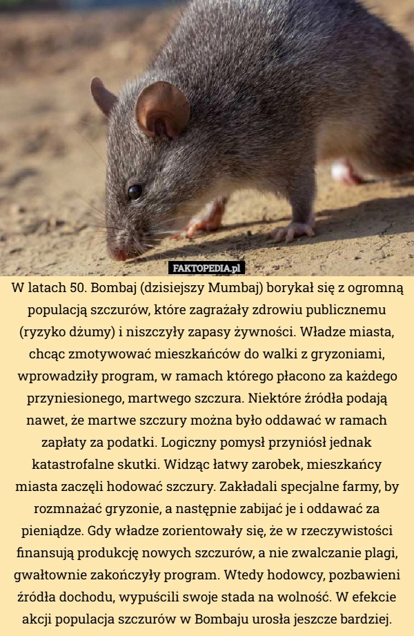 
    W latach 50. Bombaj (dzisiejszy Mumbaj) borykał się z ogromną populacją
