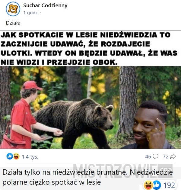 
    Niedźwiedź