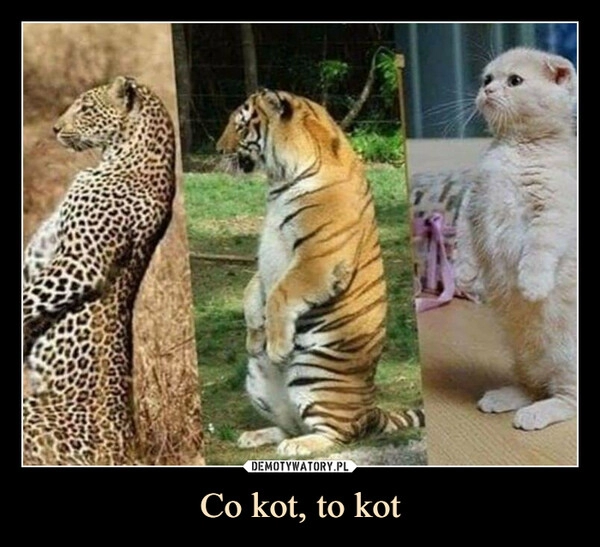 
    Co kot, to kot