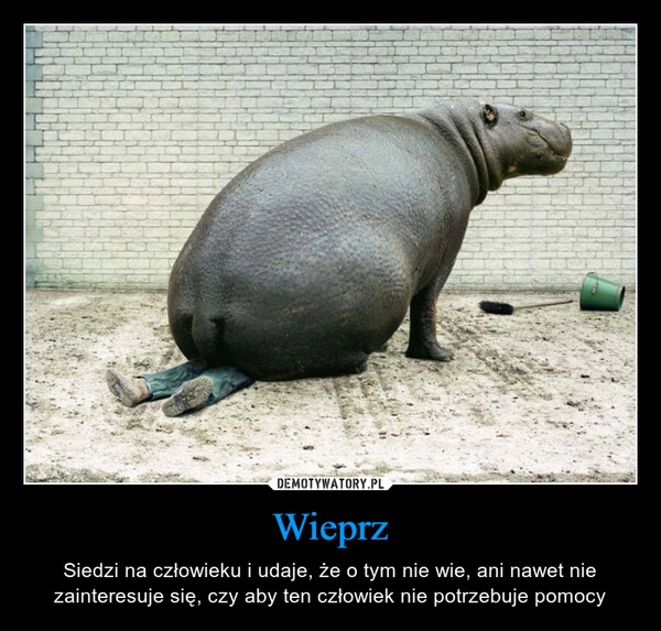 
    Wieprz 