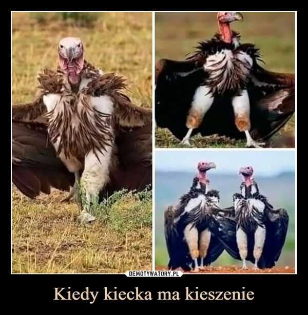 
    Kiedy kiecka ma kieszenie