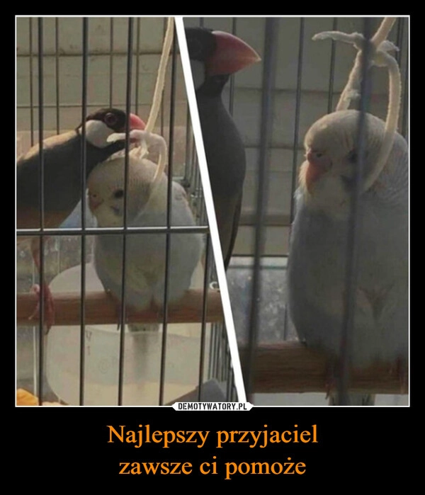 
    Najlepszy przyjaciel
zawsze ci pomoże