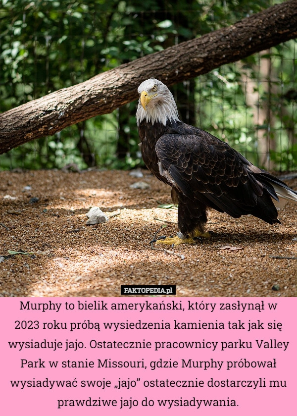 
    Murphy to bielik amerykański, który zasłynął w 2023 roku próbą wysiedzenia