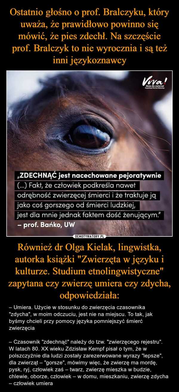 
    Ostatnio głośno o prof. Bralczyku, który uważa, że prawidłowo powinno się mówić, że pies zdechł. Na szczęście prof. Bralczyk to nie wyrocznia i są też inni językoznawcy Również dr Olga Kielak, lingwistka, autorka książki "Zwierzęta w języku i kulturze. Studium etnolingwistyczne" zapytana czy zwierzę umiera czy zdycha, odpowiedziała: