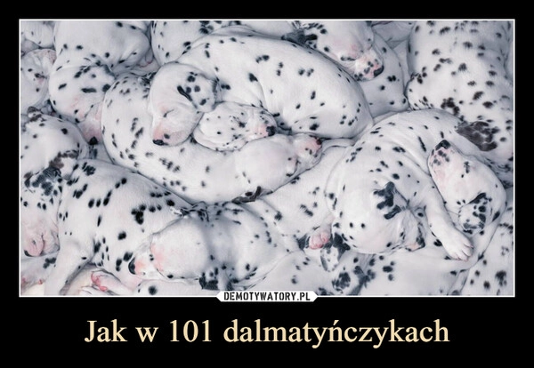 
    Jak w 101 dalmatyńczykach