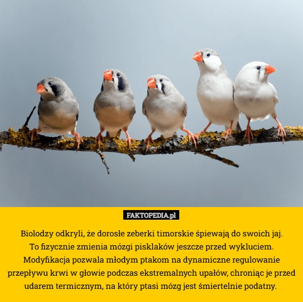 
    Biolodzy odkryli, że dorosłe zeberki timorskie śpiewają do swoich jaj.