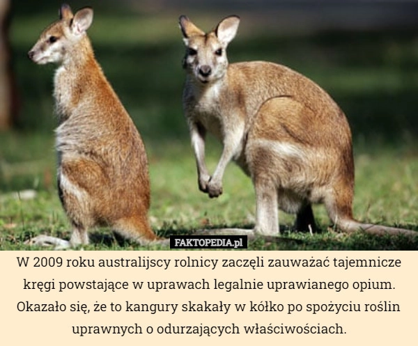 
    W 2009 roku australijscy rolnicy zaczęli zauważać tajemnicze kręgi powstające