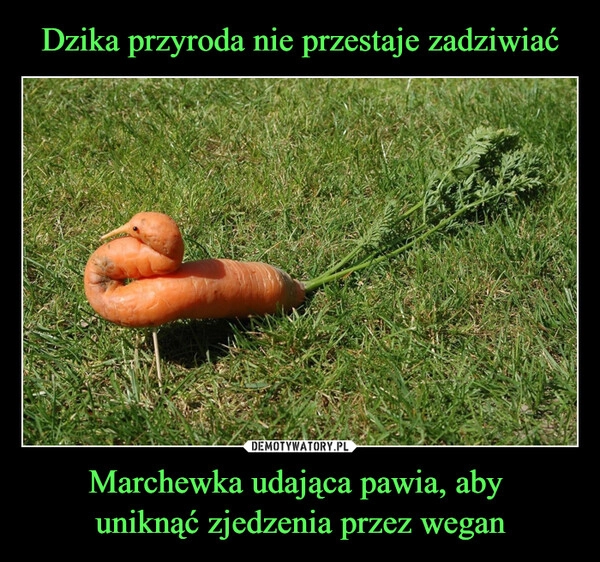 
    Dzika przyroda nie przestaje zadziwiać Marchewka udająca pawia, aby 
uniknąć zjedzenia przez wegan