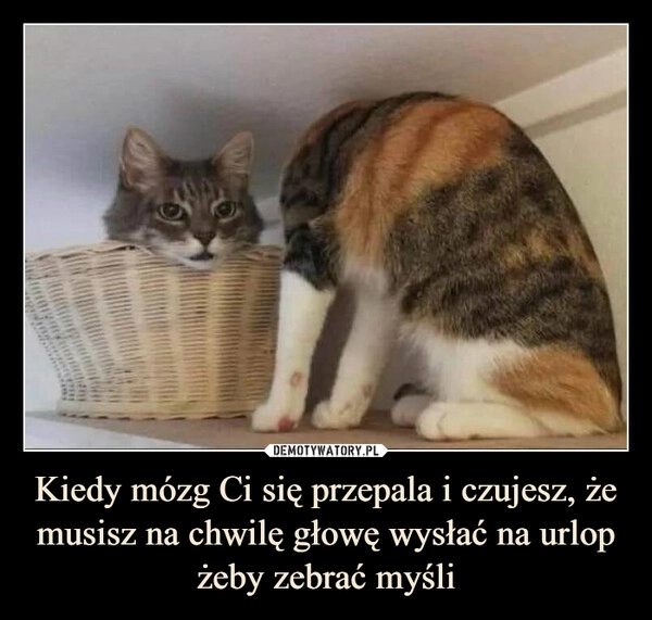 
    Kiedy mózg Ci się przepala i czujesz, że musisz na chwilę głowę wysłać na urlop żeby zebrać myśli