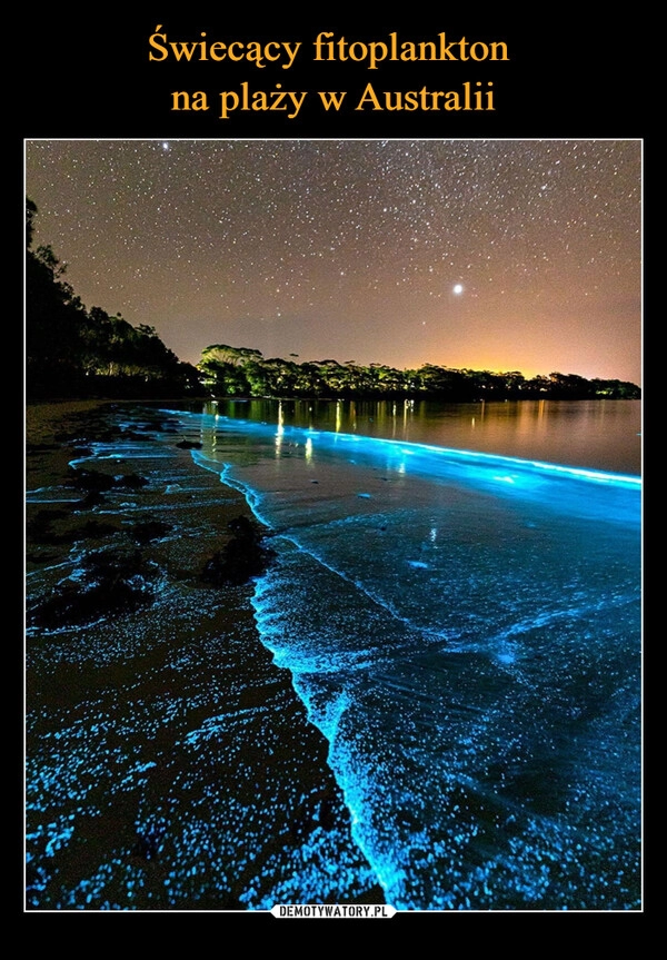 
    Świecący fitoplankton 
na plaży w Australii