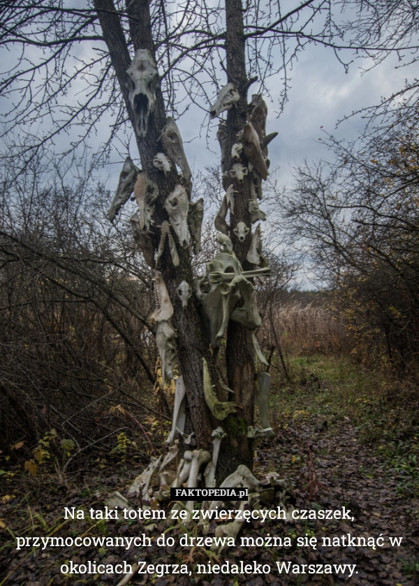 
    Na taki totem ze zwierzęcych czaszek, przymocowanych do drzewa można się