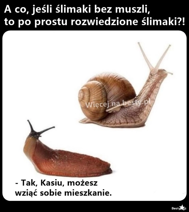 
    Ślimaki bez muszli 