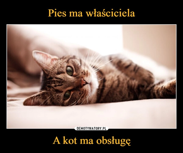 
    Pies ma właściciela A kot ma obsługę