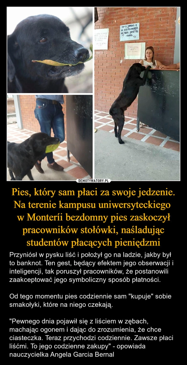 
    Pies, który sam płaci za swoje jedzenie. Na terenie kampusu uniwersyteckiego 
w Monteríi bezdomny pies zaskoczył pracowników stołówki, naśladując studentów płacących pieniędzmi