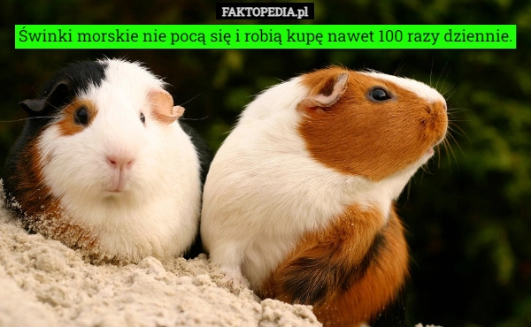 
    Świnki morskie nie pocą się i robią kupę nawet 100 razy dziennie.