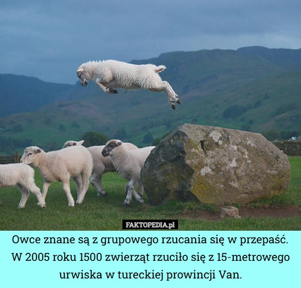 
    Owce znane są z grupowego rzucania się w przepaść. W 2005 roku 1500 zwierząt