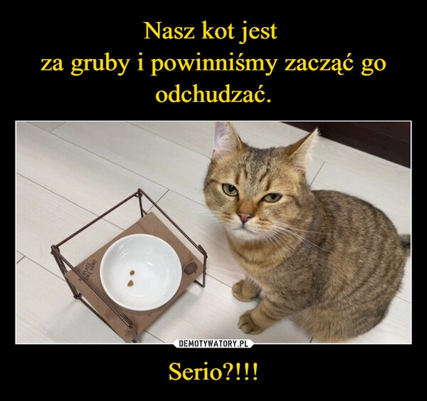 
    Nasz kot jest 
za gruby i powinniśmy zacząć go odchudzać. Serio?!!!