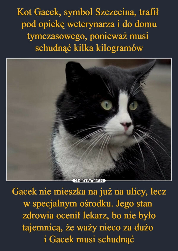 
    Kot Gacek, symbol Szczecina, trafił 
pod opiekę weterynarza i do domu tymczasowego, ponieważ musi 
schudnąć kilka kilogramów Gacek nie mieszka na już na ulicy, lecz w specjalnym ośrodku. Jego stan 
zdrowia ocenił lekarz, bo nie było tajemnicą, że waży nieco za dużo 
i Gacek musi schudnąć