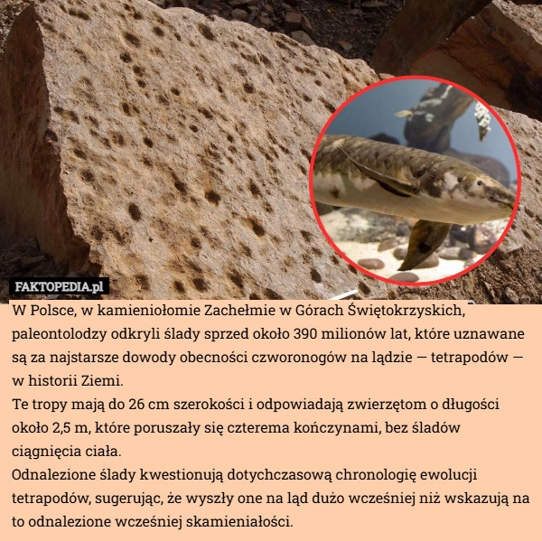 
    W Polsce, w kamieniołomie Zachełmie w Górach Świętokrzyskich, paleontolodzy