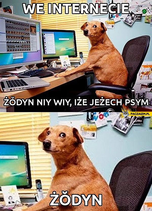 
    We internecie żodyn niy wiy iże jeżech psym
