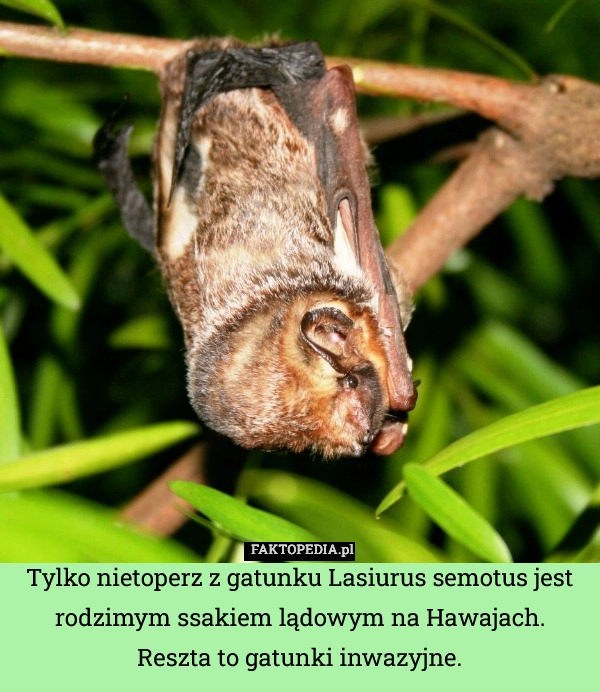 
    Tylko nietoperz z gatunku Lasiurus semotus jest rodzimym ssakiem lądowym
