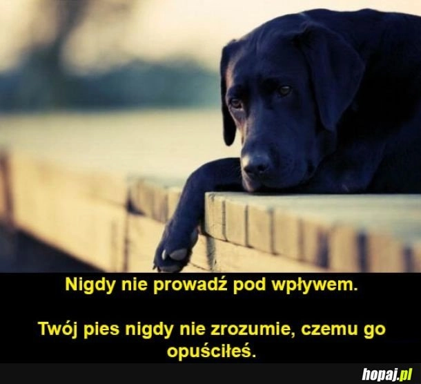 
    Twój pies