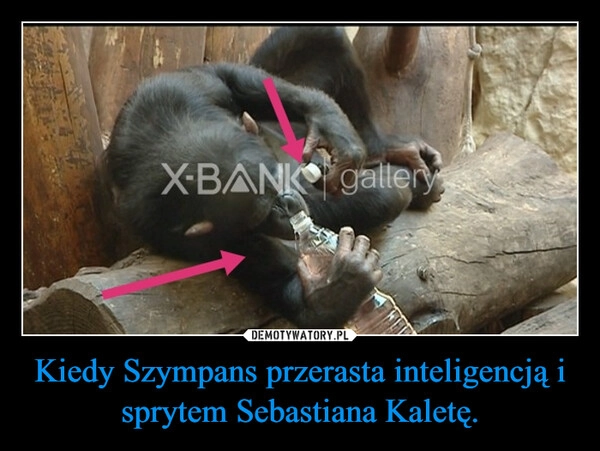 
    Kiedy Szympans przerasta inteligencją i sprytem Sebastiana Kaletę.