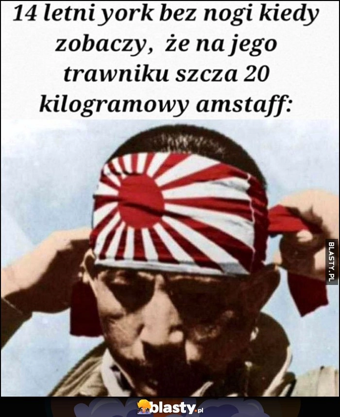 
    14-letni york bez nogi kiedy zobaczy, że na jego trawniku szcza 20 kilogramowy amstaff kamikadze