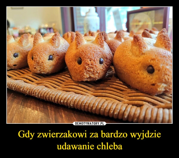 
    Gdy zwierzakowi za bardzo wyjdzie udawanie chleba