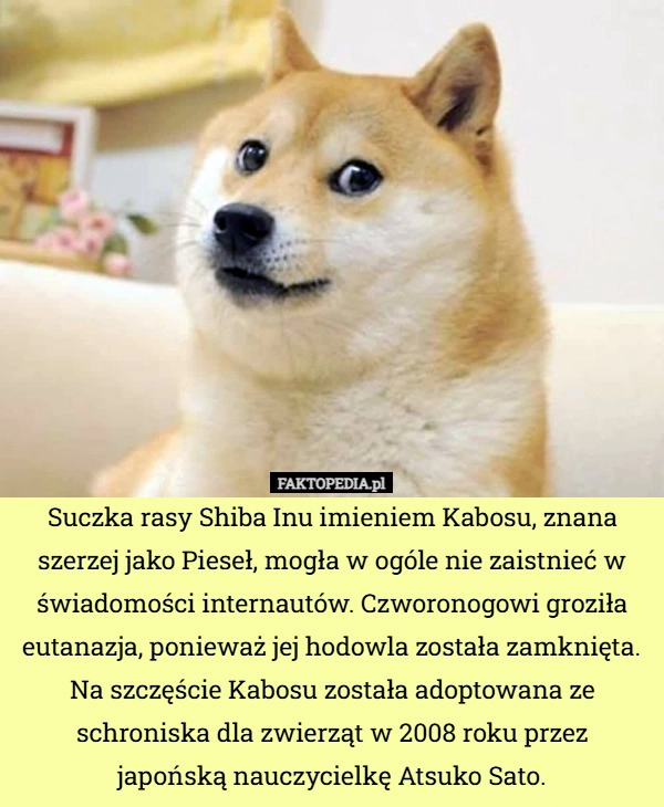 
    Suczka rasy Shiba Inu imieniem Kabosu, znana szerzej jako Pieseł, mogła