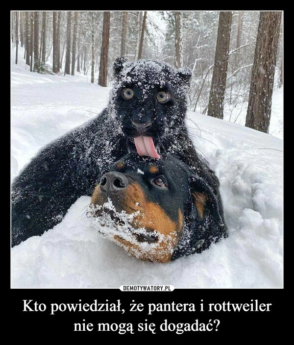 
    Kto powiedział, że pantera i rottweiler nie mogą się dogadać?