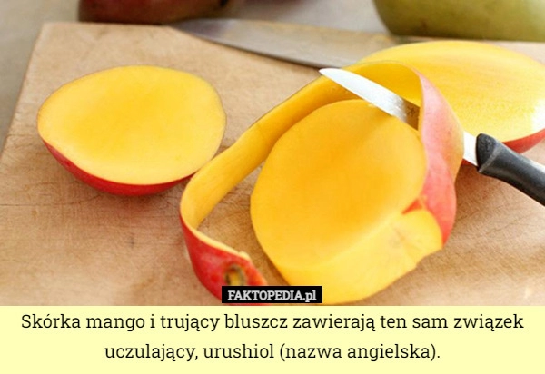 
    Skórka mango i trujący bluszcz zawierają ten sam związek uczulający, urushiol