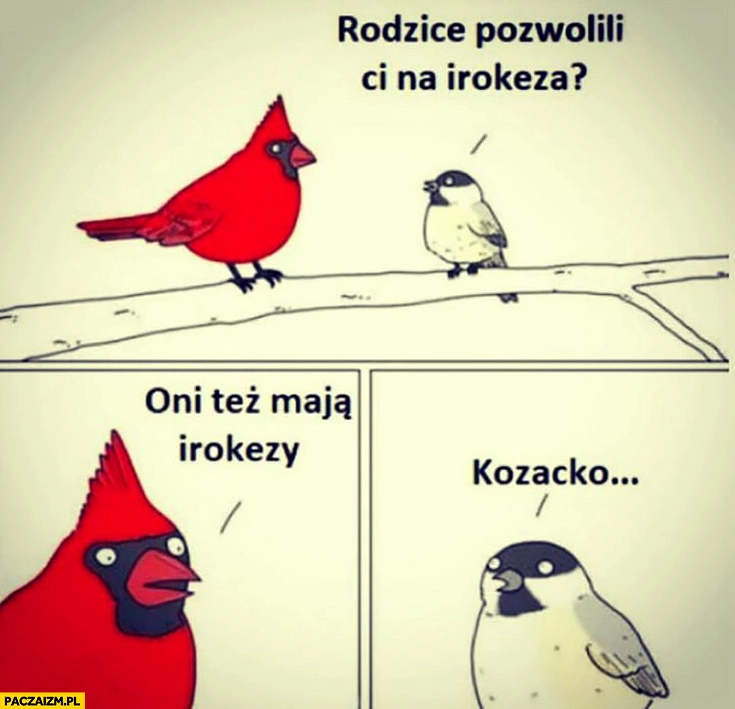 
    Ptaki rozmawiają: rodzice pozwolili Ci na irokeza? Oni też mają irokezy, kozacko