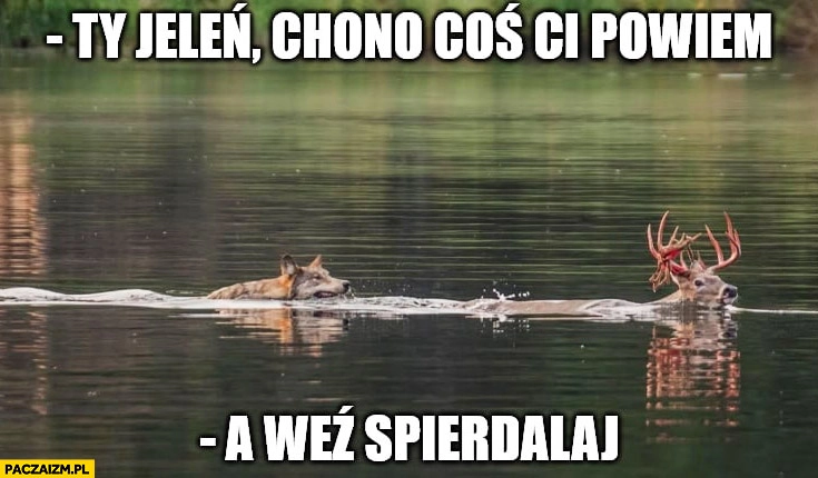 
    Ty jeleń cho no coś Ci powiem a weź spierdzielaj wilk