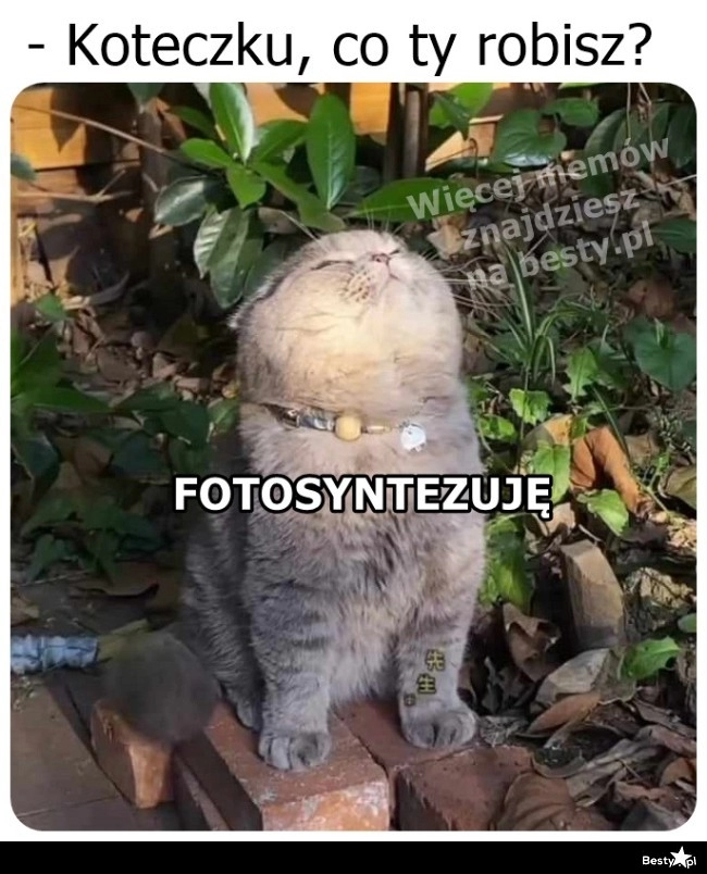 
    Fotosyntezuje 