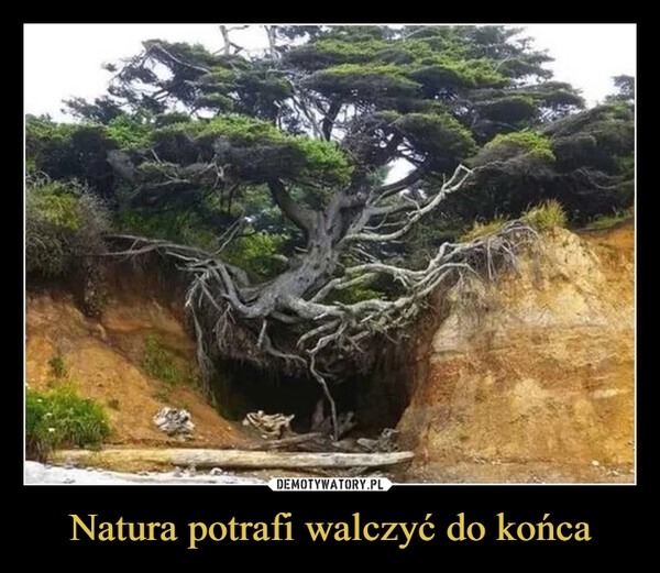 
    Natura potrafi walczyć do końca