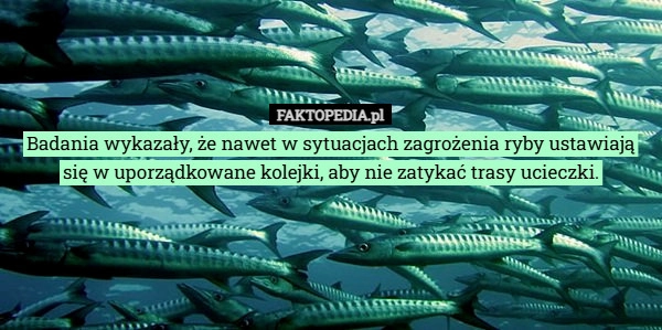 
    Badania wykazały, że nawet w sytuacjach zagrożenia ryby ustawiają się w
