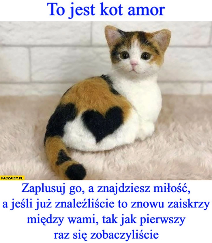 
    To jest kot amor z serduszkiem zaplusuj a znajdziesz miłość lub zaiskrzy między wami na nowo