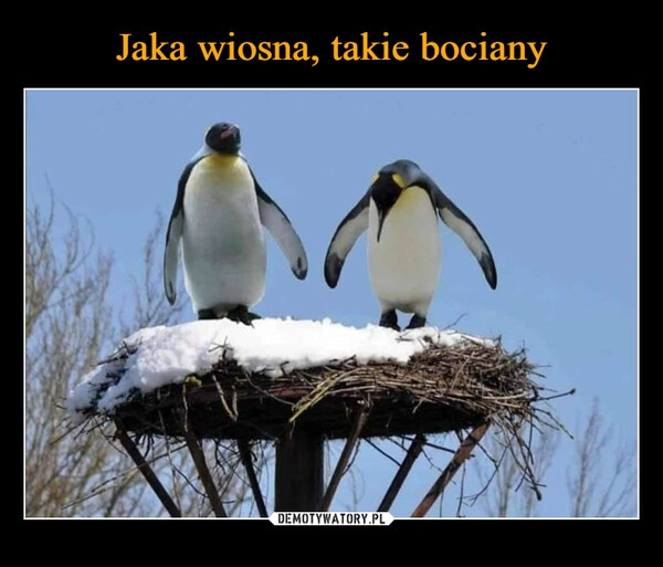 
    Jaka wiosna, takie bociany