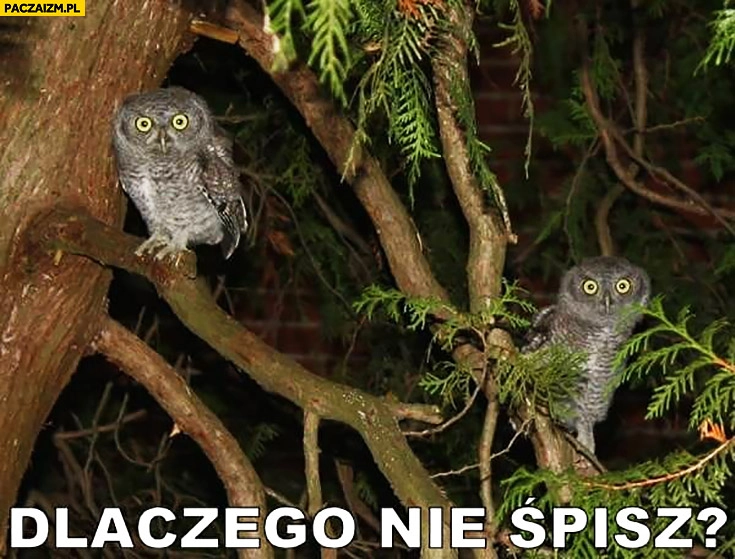 
    Dlaczego nie śpisz? Sowy patrzą
