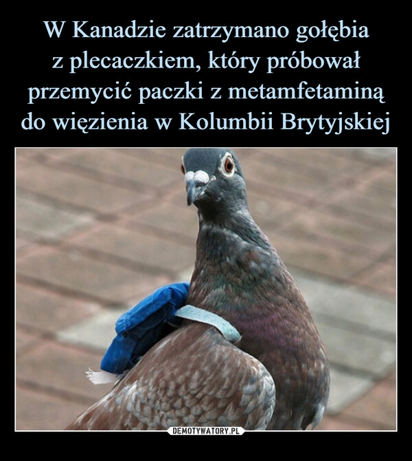 
    W Kanadzie zatrzymano gołębia
z plecaczkiem, który próbował przemycić paczki z metamfetaminą do więzienia w Kolumbii Brytyjskiej 